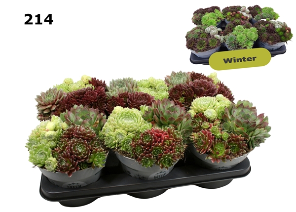 Sempervivum Trio