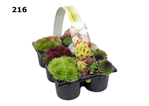 Sempervivum 6-Pack