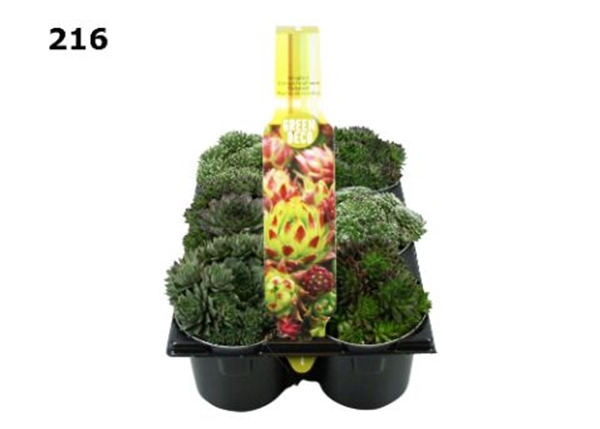 Sempervivum 6-Pack