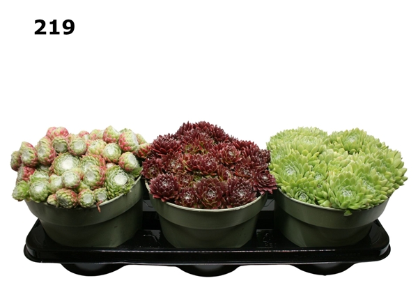 Sempervivum Mixtray