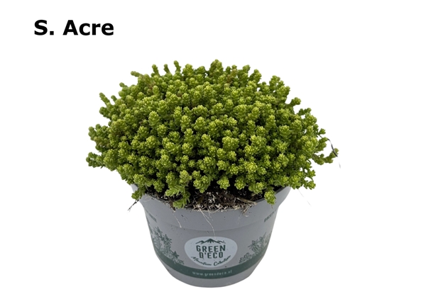 Sedum Acre
