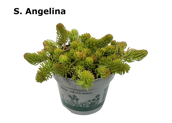 Sedum Angelina Reflexum