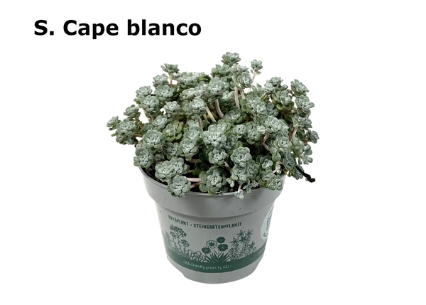 Sedum Cape Blanco