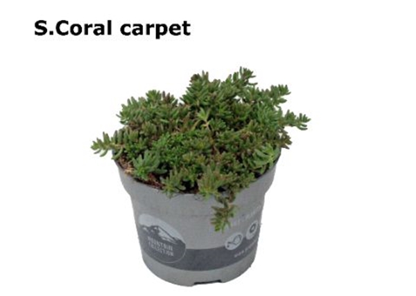 Sedum Coral Carpet