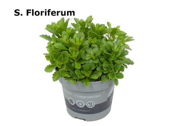Sedum Floriferum