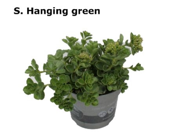 Sedum Hängendes Grün