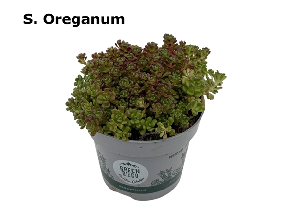Sedum Oreganum