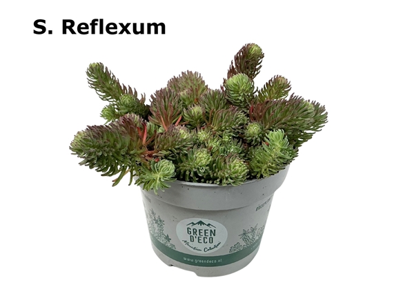 Sedum Reflexum