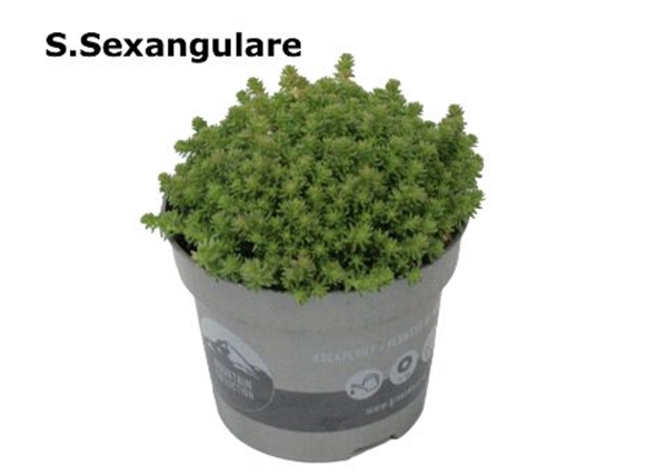 Sedum Sexangulare