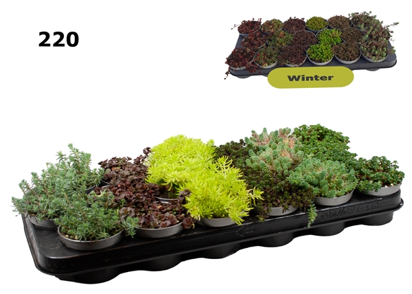 Sedum Mixtray