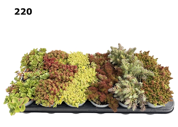 Sedum Mixtray