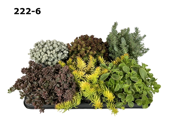 Sedum Mixtray Xl