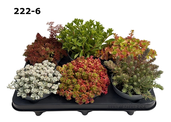 Sedum Mixtray Xl