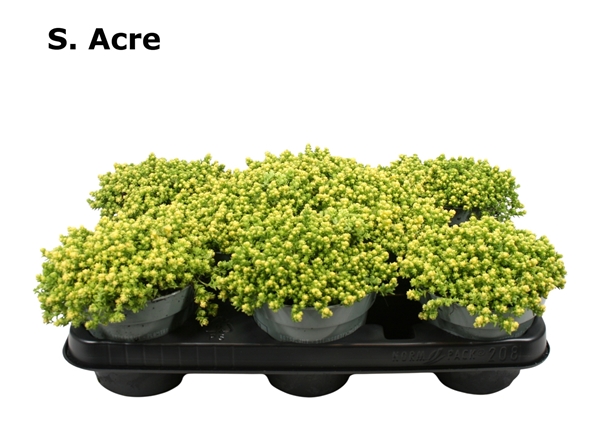 Sedum Acre