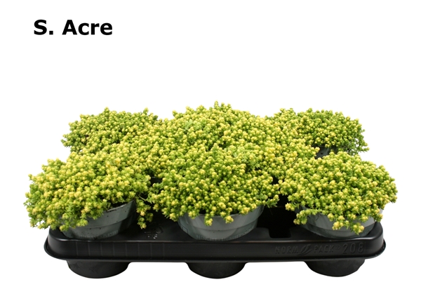 Sedum Acre