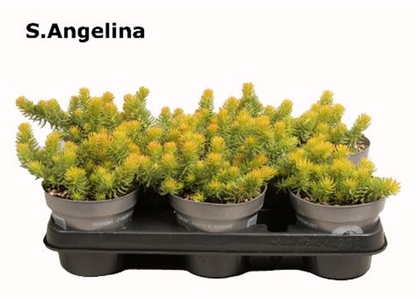 Sedum Angelina Reflexum