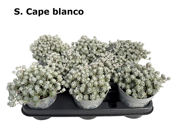 Sedum Cape Blanco
