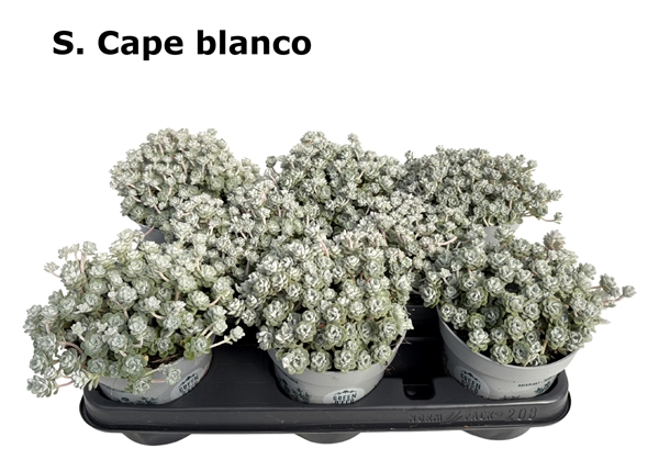 Sedum Cape Blanco