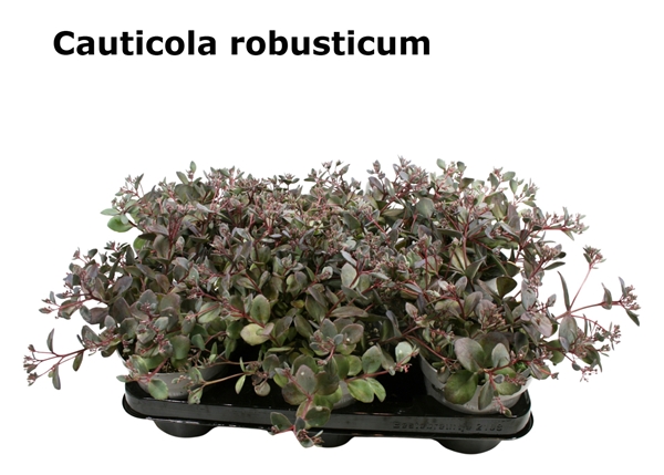 Sedum Cauticola Robusticum