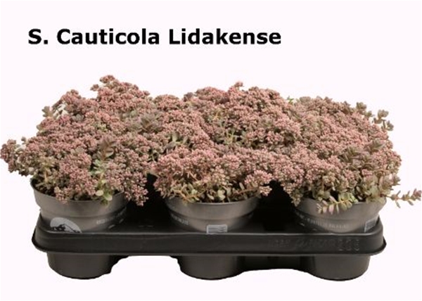 Sedum Cauticola Lidakense