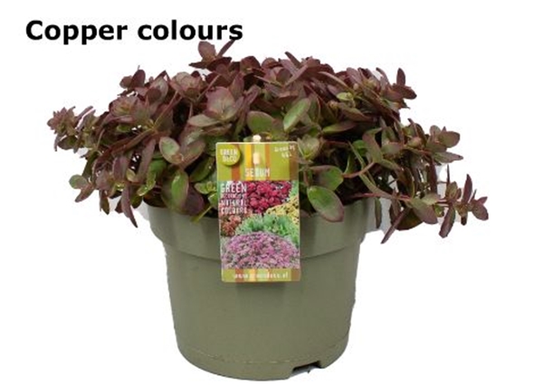 Sedum Coppercolours
