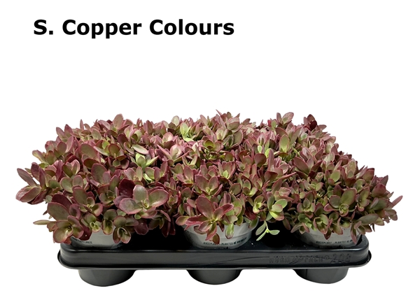 Sedum Coppercolours
