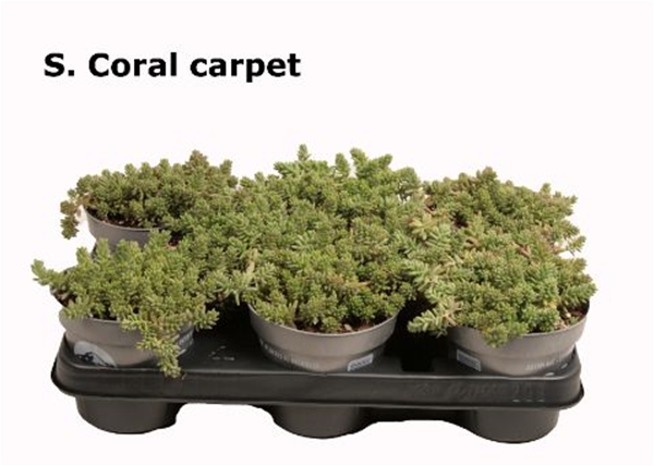Sedum  Coral Carpet