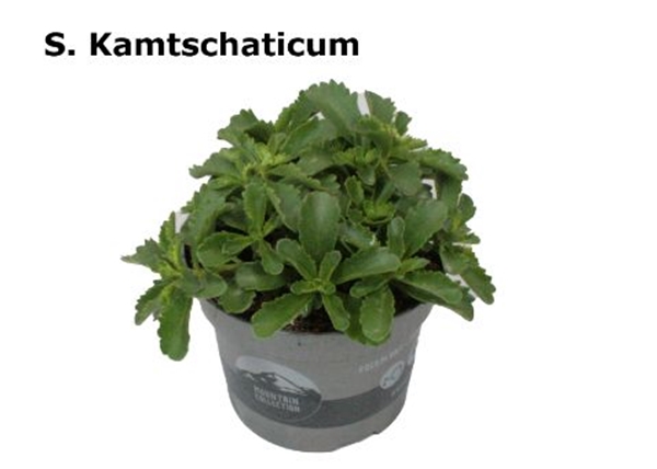 Sedum Kamtschaticum