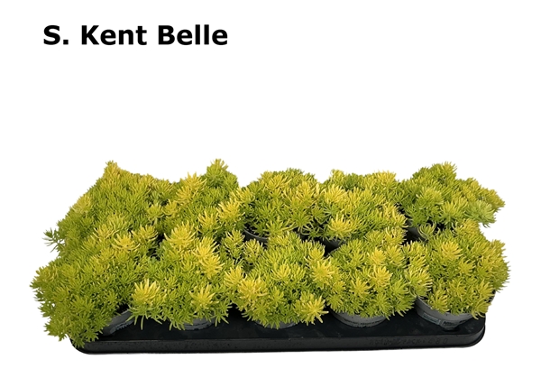 Sedum Kent Belle