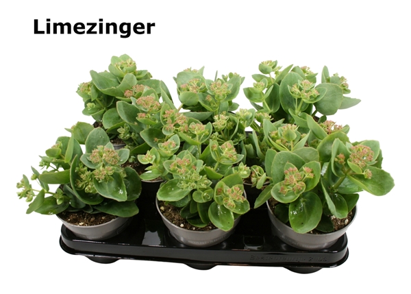Sedum Limezinger 