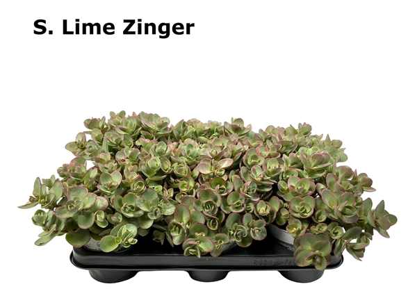 Sedum Limezinger 