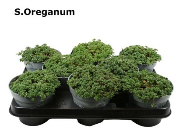 Sedum Oreganum