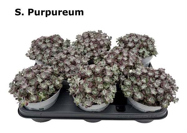 Sedum Purpureum