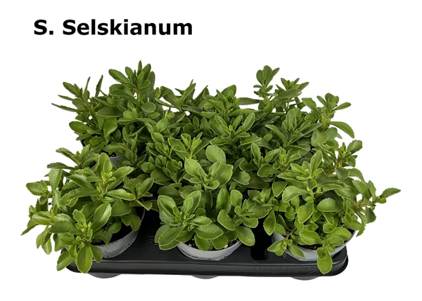 Sedum Selskianum