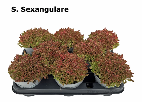 Sedum Sexangulare