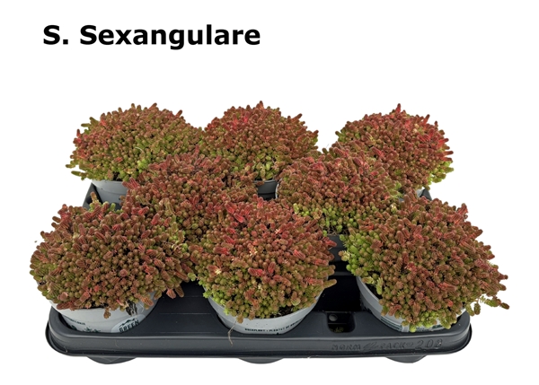Sedum Sexangulare