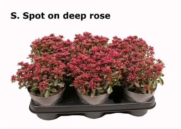 Sedum Spot On Deep Rose