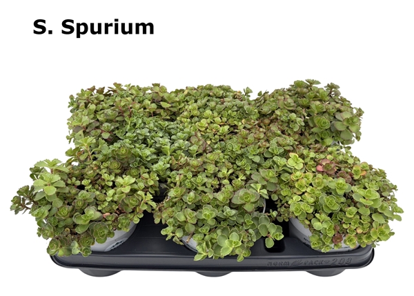 Sedum Spurium