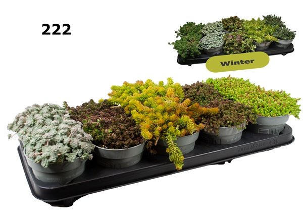 Sedum Mixtray
