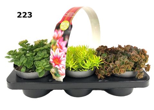Sedum 3-Pack