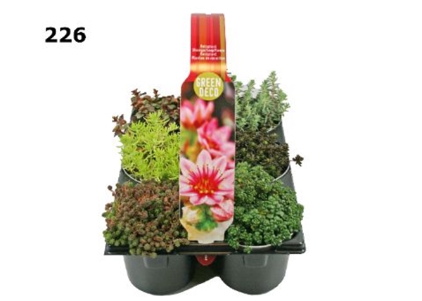 Sedum 6-Pack