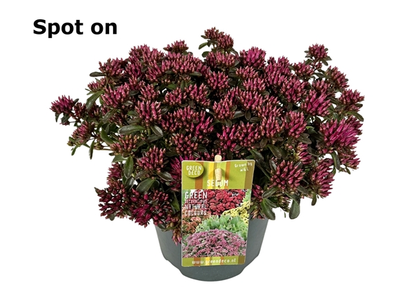 Sedum Spot On Deep Rose