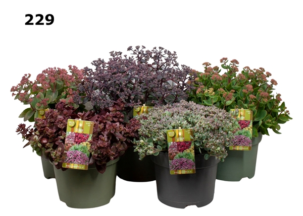 Sedum Mixlage