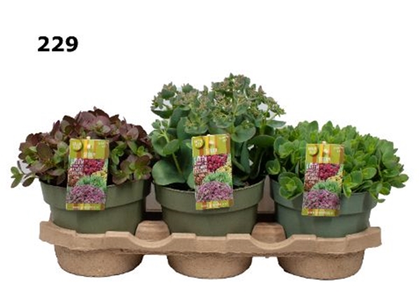 Sedum Mixlage