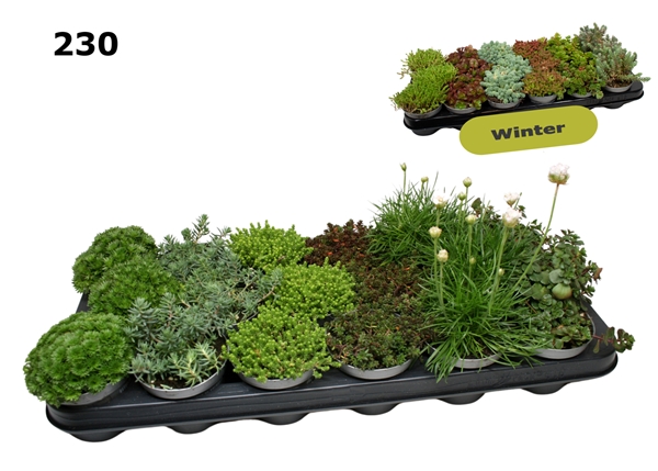 Steingarten Mixtray