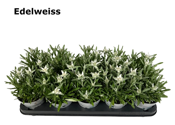 Leontopodium Alpinum Edelweiss 