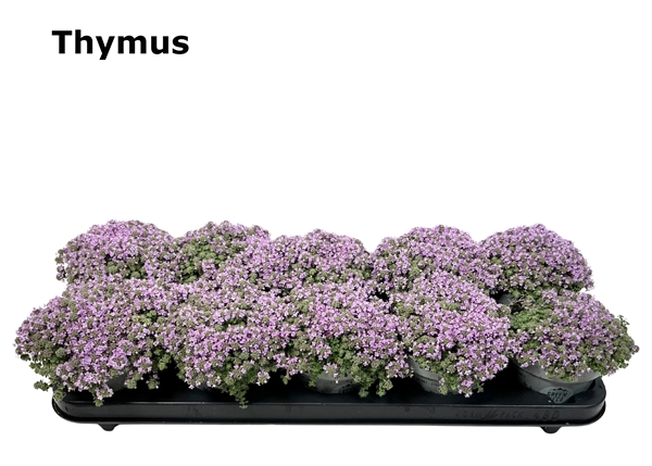 Thymian Praecox Minor