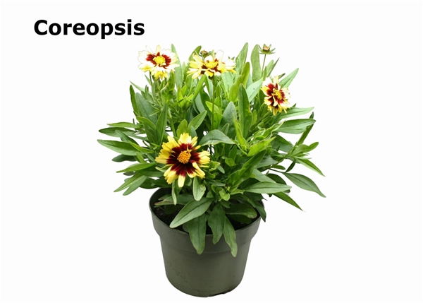 Coreopsis Gelb Rot Essbar