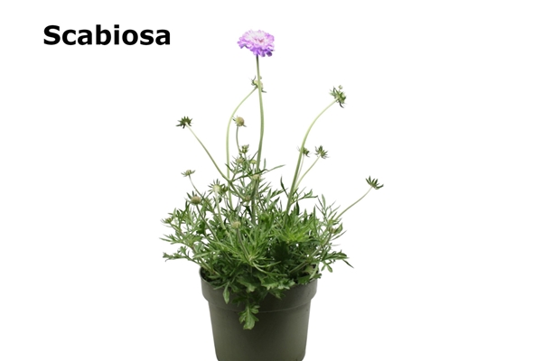 Scabiosa Columbaria Blau Essbar