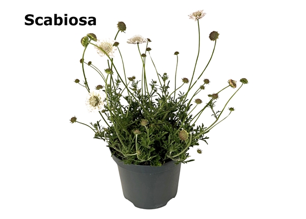 Scabiosa Columbaria Weiss Essbar